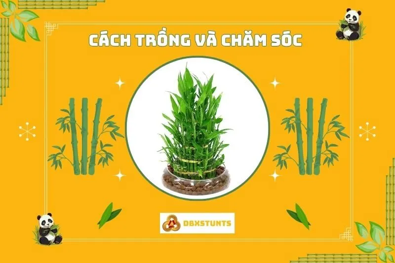 Cách trồng và chăm sóc cây phất dụ