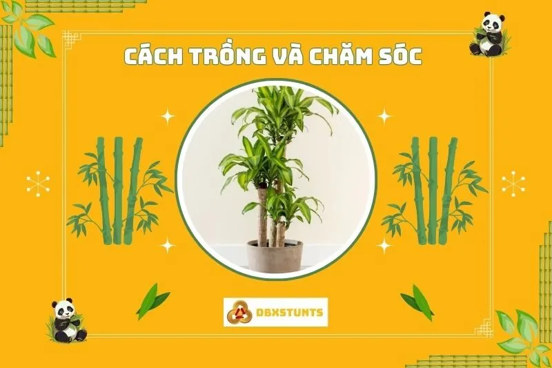 Cách trồng và chăm sóc cây phát tài để phát huy ý nghĩa phong thủy