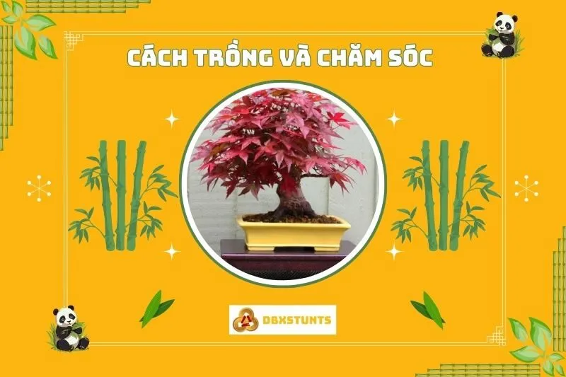 Cách trồng và chăm sóc cây phong lá đỏ để luôn đẹp và khỏe mạnh