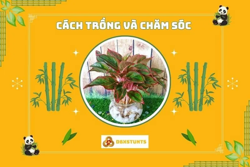 Hướng dẫn trồng và chăm sóc cây phú quý đúng cách