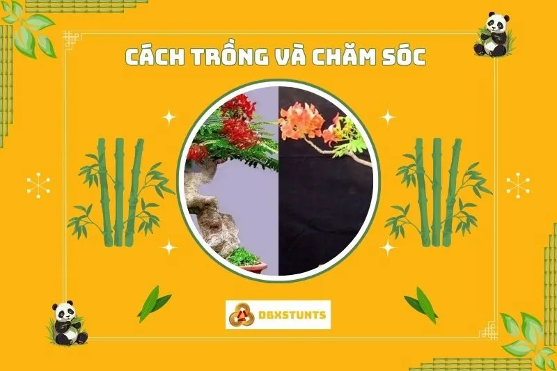 Cách trồng và chăm sóc cây phượng vĩ bonsai phong thủy