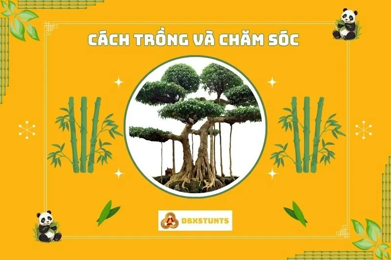 Cách trồng và chăm sóc cây sanh phong thủy