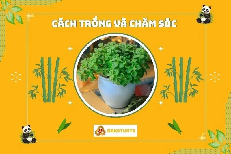 Cách trồng và chăm sóc cây sen thơm tại nhà