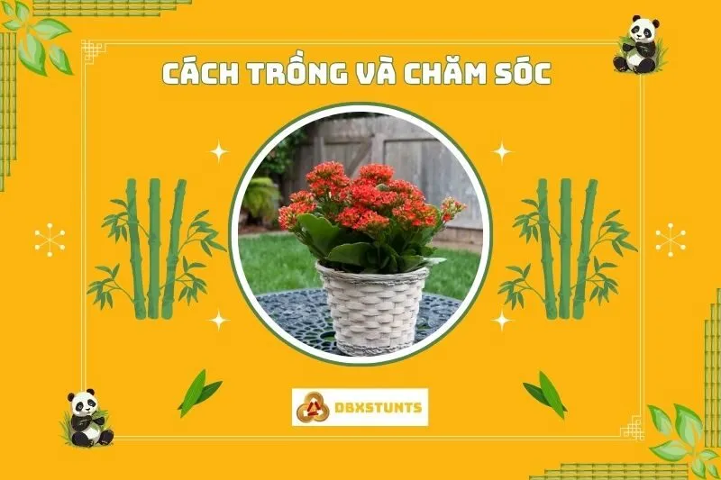 Cách trồng và chăm sóc cây sống đời phong thủy