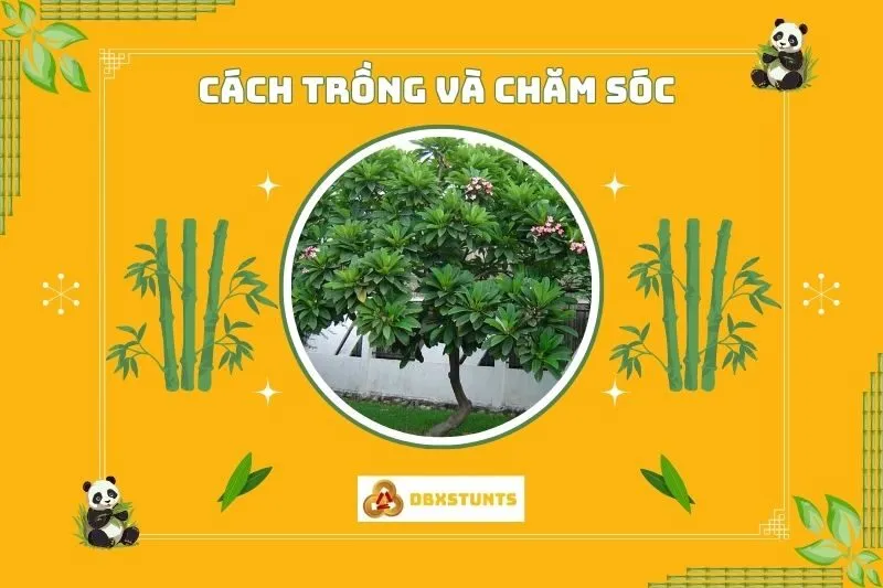 Cách trồng và chăm sóc cây Sứ Đại phong thủy