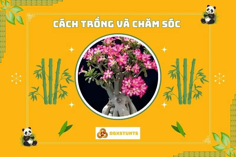 Cách trồng và chăm sóc cây sứ thái phong thủy đúng cách