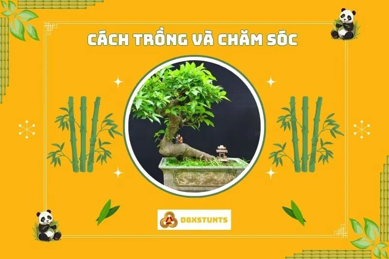 Cách trồng và chăm sóc cây sung phong thủy