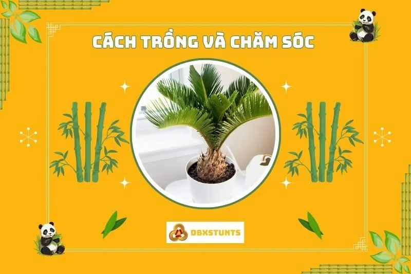 Cách trồng và chăm sóc cây thiên tuế phong thủy