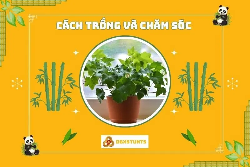 Cách trồng và chăm sóc cây thường xuân đúng cách