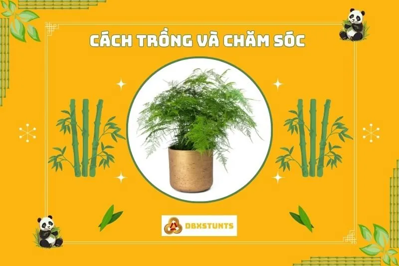 Cách trồng và chăm sóc cây thủy tùng phong thủy