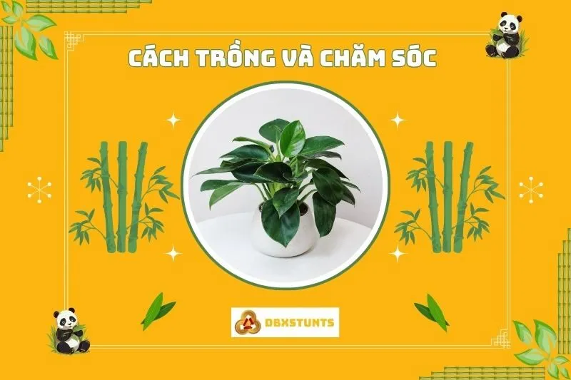 Cây trầu bà đế vương hợp với mệnh nào?