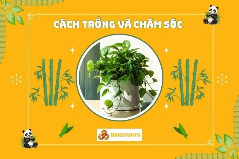 Hướng dẫn trồng và chăm sóc cây trầu bà đúng cách