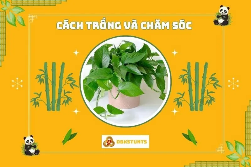 Cách trồng và chăm sóc cây trầu không phong thủy tại nhà