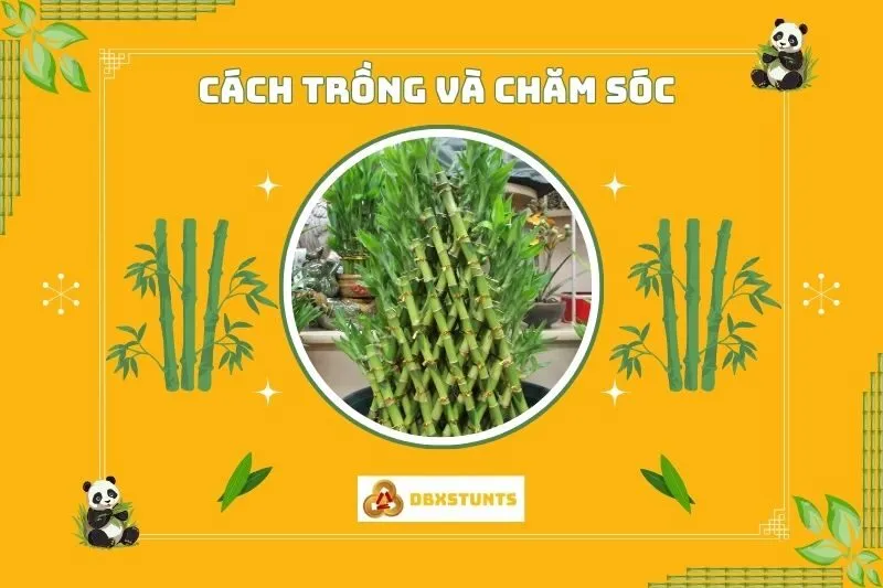 Cách trồng và chăm sóc cây tre phong thủy để tăng vượng khí