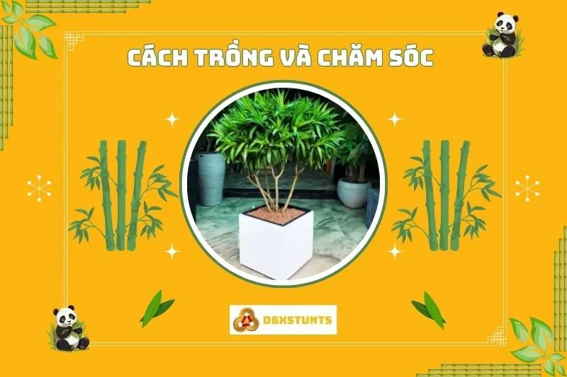 Cách trồng và chăm sóc cây Trúc Bách Hợp phong thuỷ tại nhà