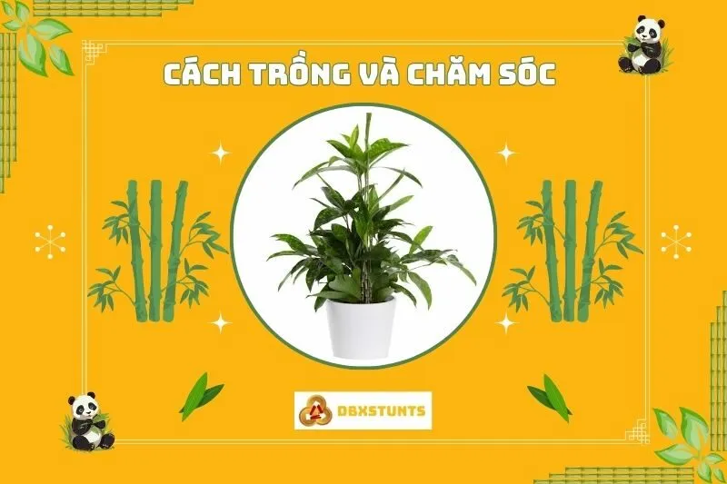 Cách trồng và chăm sóc cây trúc Nhật tại nhà