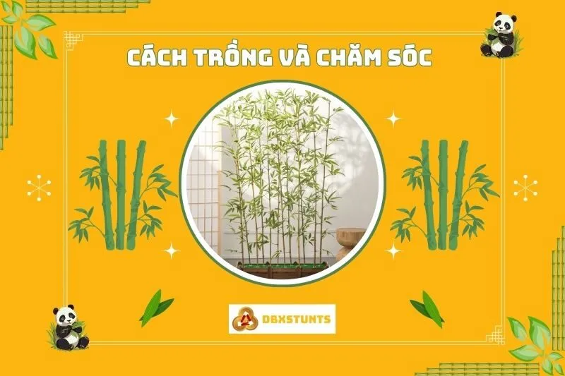 Hướng dẫn cách trồng và chăm sóc cây trúc quân tử