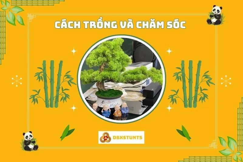 Cách trồng và chăm sóc cây tùng bách phong thuỷ