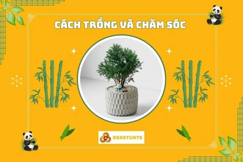 Cách Trồng Và Chăm Sóc Cây Tùng Bồng Lai Phong Thuỷ