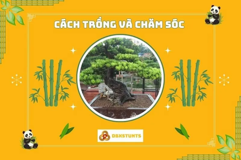 Cách trồng và chăm sóc cây tùng la hán phong thuỷ tại nhà