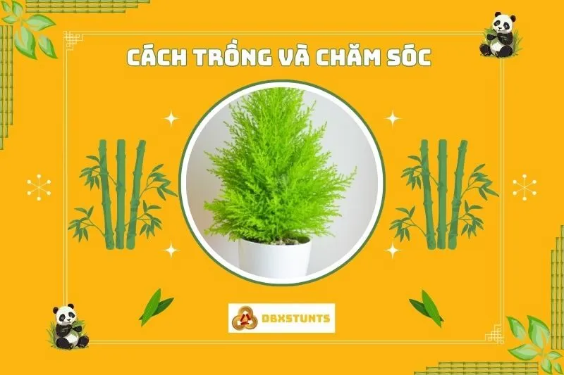 Cách trồng và chăm sóc cây tùng thơm phong thủy đúng cách