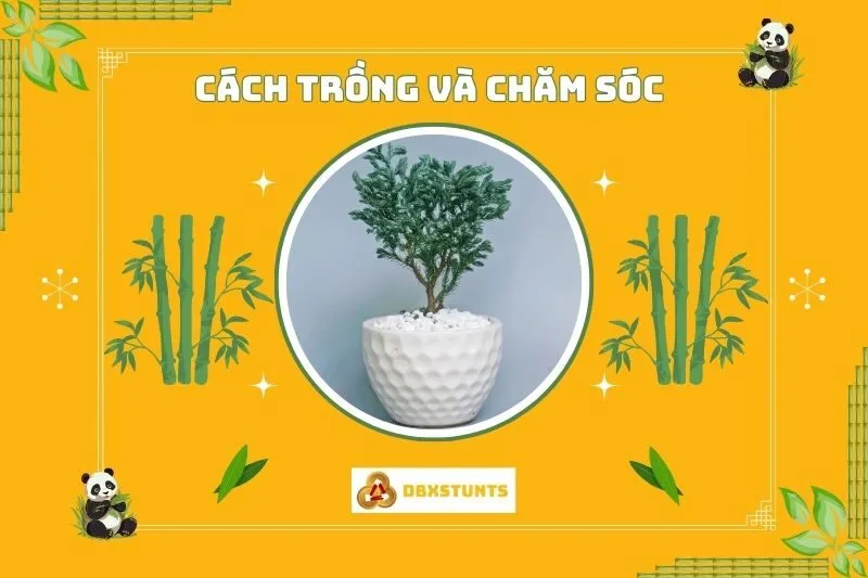 Cách trồng và chăm sóc cây tuyết tùng phong thủy