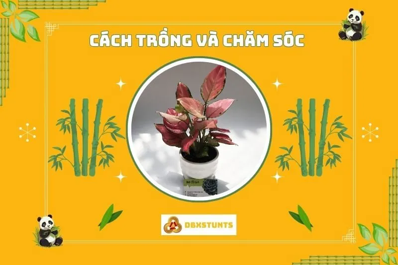 Cách trồng và chăm sóc cây vạn lộc phong thủy