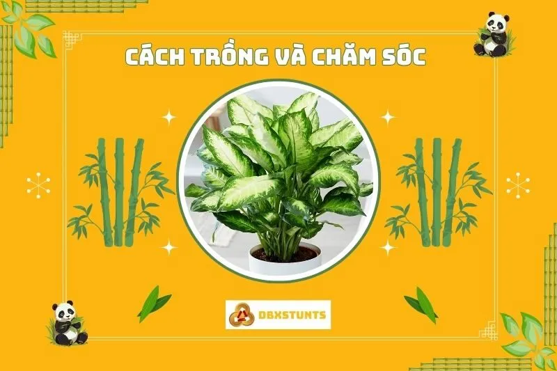 Cách trồng và chăm sóc cây vạn niên thanh phong thủy