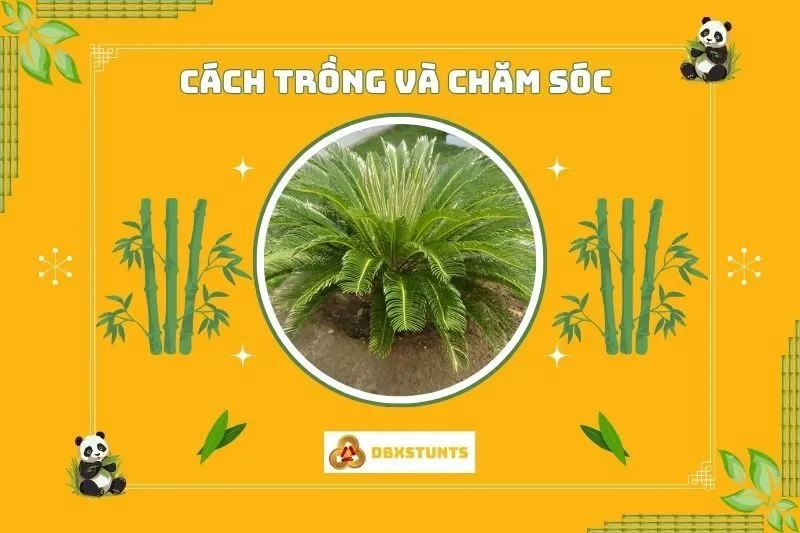 Cách trồng và chăm sóc cây vạn tuế phong thủy