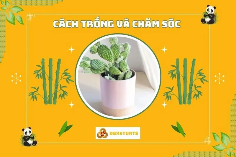 Cách trồng và chăm sóc cây xương rồng phong thủy