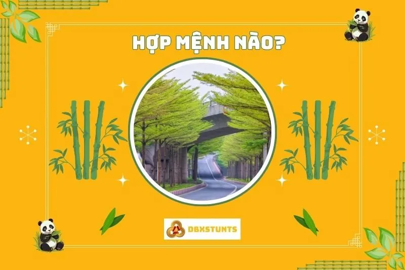 Cây bàng Đài Loan hợp mệnh nào?