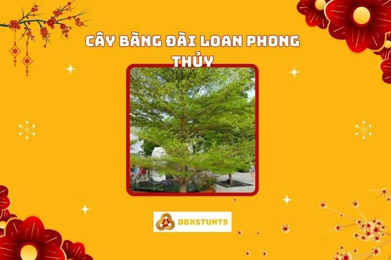 Cây bàng Đài Loan phong thủy: Ý nghĩa, cách trồng và chăm sóc