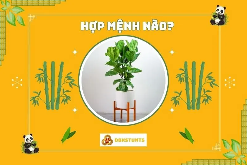 Cây bàng Singapore hợp với mệnh và tuổi nào?