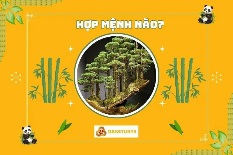 Cách chọn cây bonsai phong thủy theo mệnh