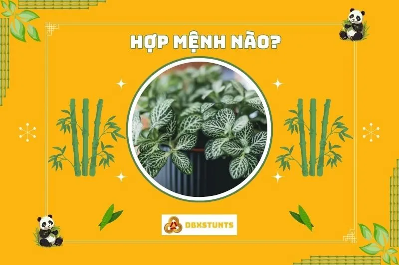 Cây cẩm nhung hợp mệnh nào, tuổi nào?