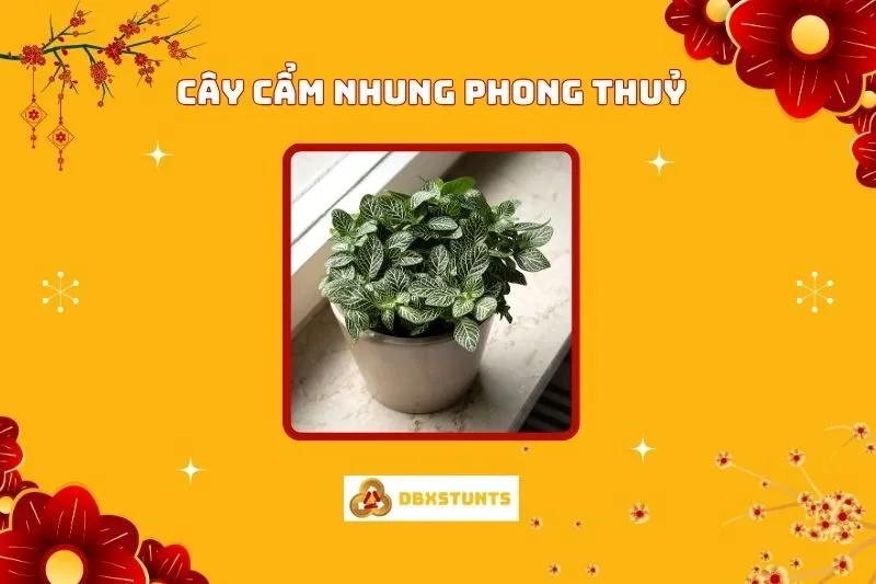 Cây Cẩm Nhung Phong Thủy: Ý Nghĩa, Cách Chăm Sóc, Bố Trí Hợp Mệnh
