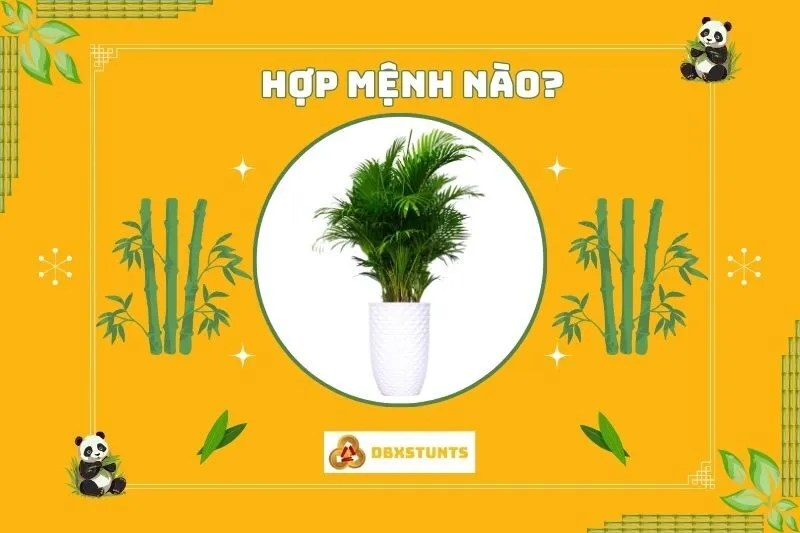 Cây cau cảnh hợp mệnh nào?