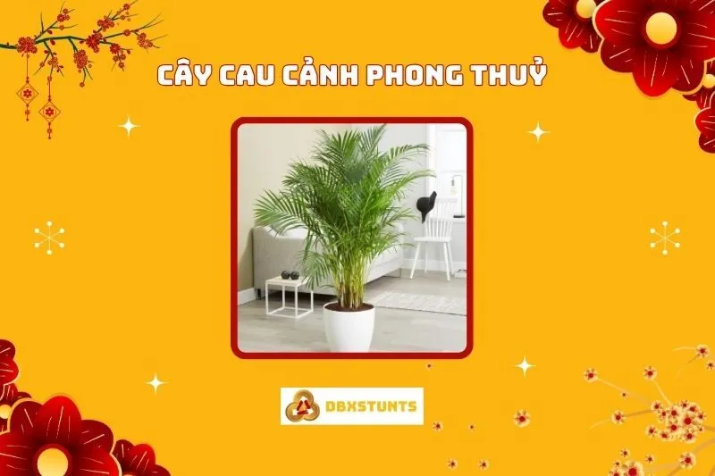 Cây cau cảnh phong thủy: Ý Nghĩa, Cách Trồng và Bố Trí