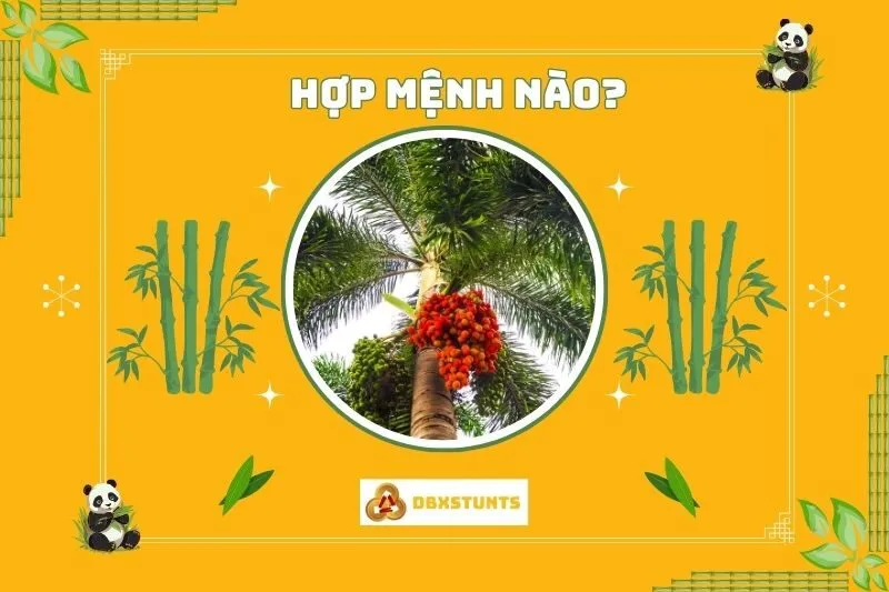 Cây cau đỏ hợp mệnh nào, tuổi gì?
