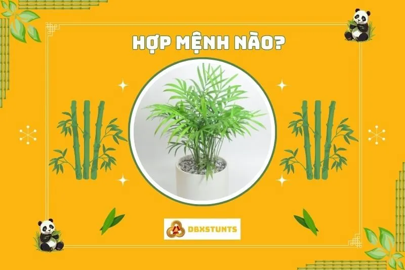 Cây cau tiểu trâm phong thuỷ hợp với mệnh nào?