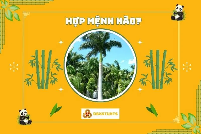 Cây cau vua hợp với mệnh nào, tuổi nào?