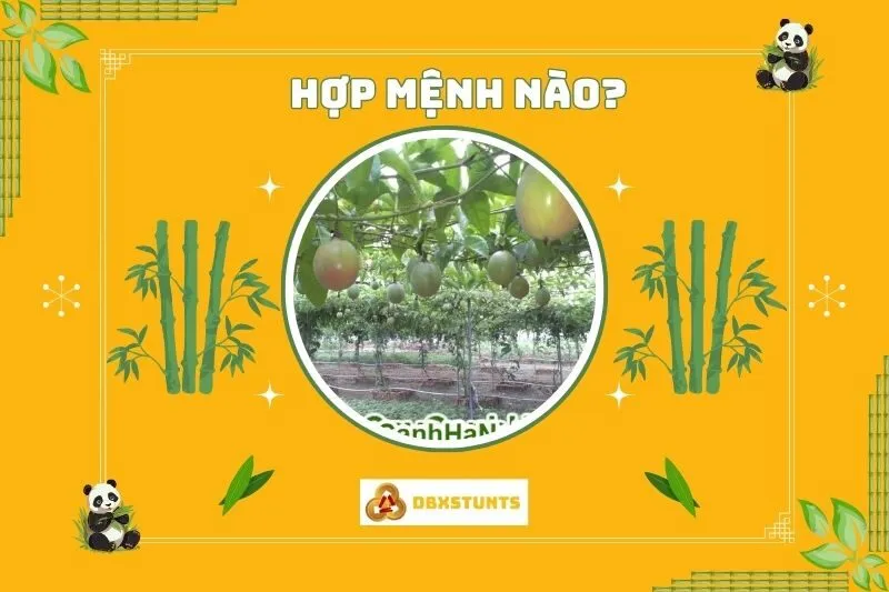 Cây chanh leo hợp với mệnh nào?