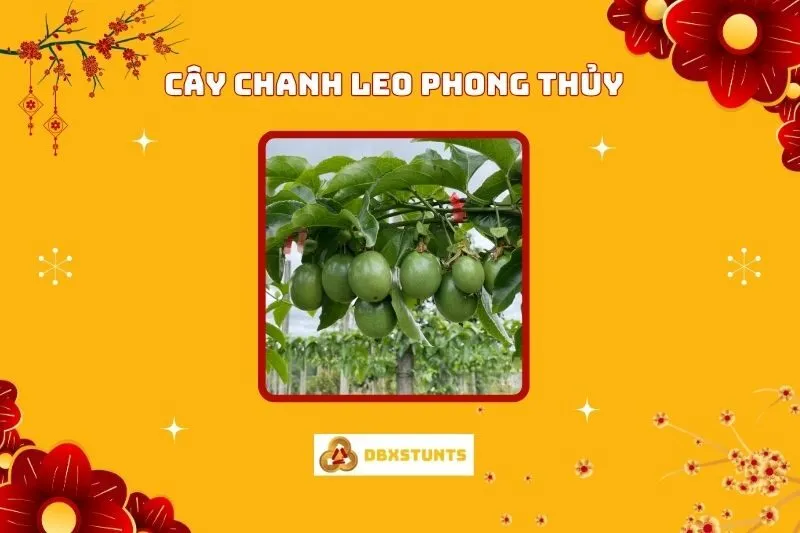 Cây Chanh Leo Phong Thuỷ: Ý Nghĩa, Cách trồng, Hợp Mệnh Nào