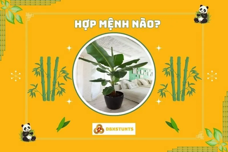 Cây chuối cảnh hợp mệnh nào và tuổi nào?