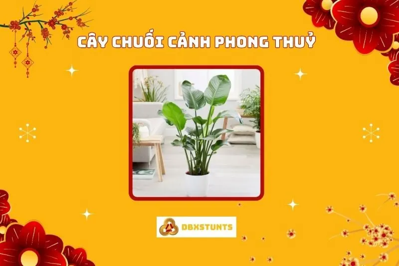 Cây Chuối Cảnh Phong Thủy: Ý Nghĩa, Cách Chăm Sóc, Và Bố Trí