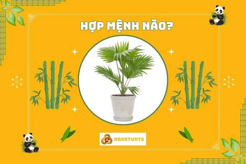 Cây cọ cảnh hợp với mệnh nào?
