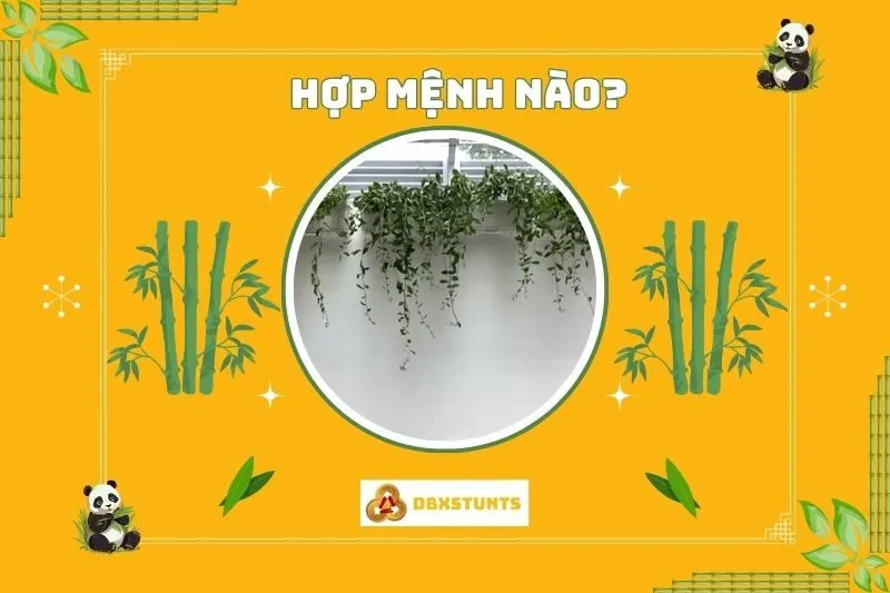 Cây cúc tần Ấn Độ hợp mệnh nào?