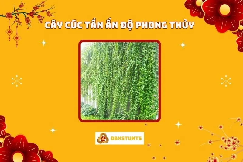 Cây Cúc Tần Ấn Độ Phong Thuỷ: Ý Nghĩa, Cách trồng, Hợp Mệnh Nào
