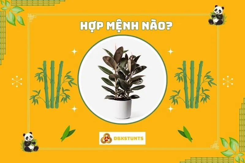 Cây đa búp đỏ hợp mệnh nào?