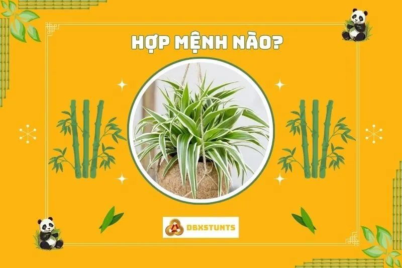 Cây dây nhện hợp mệnh nào và tuổi nào?